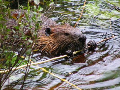 beaver2.jpg