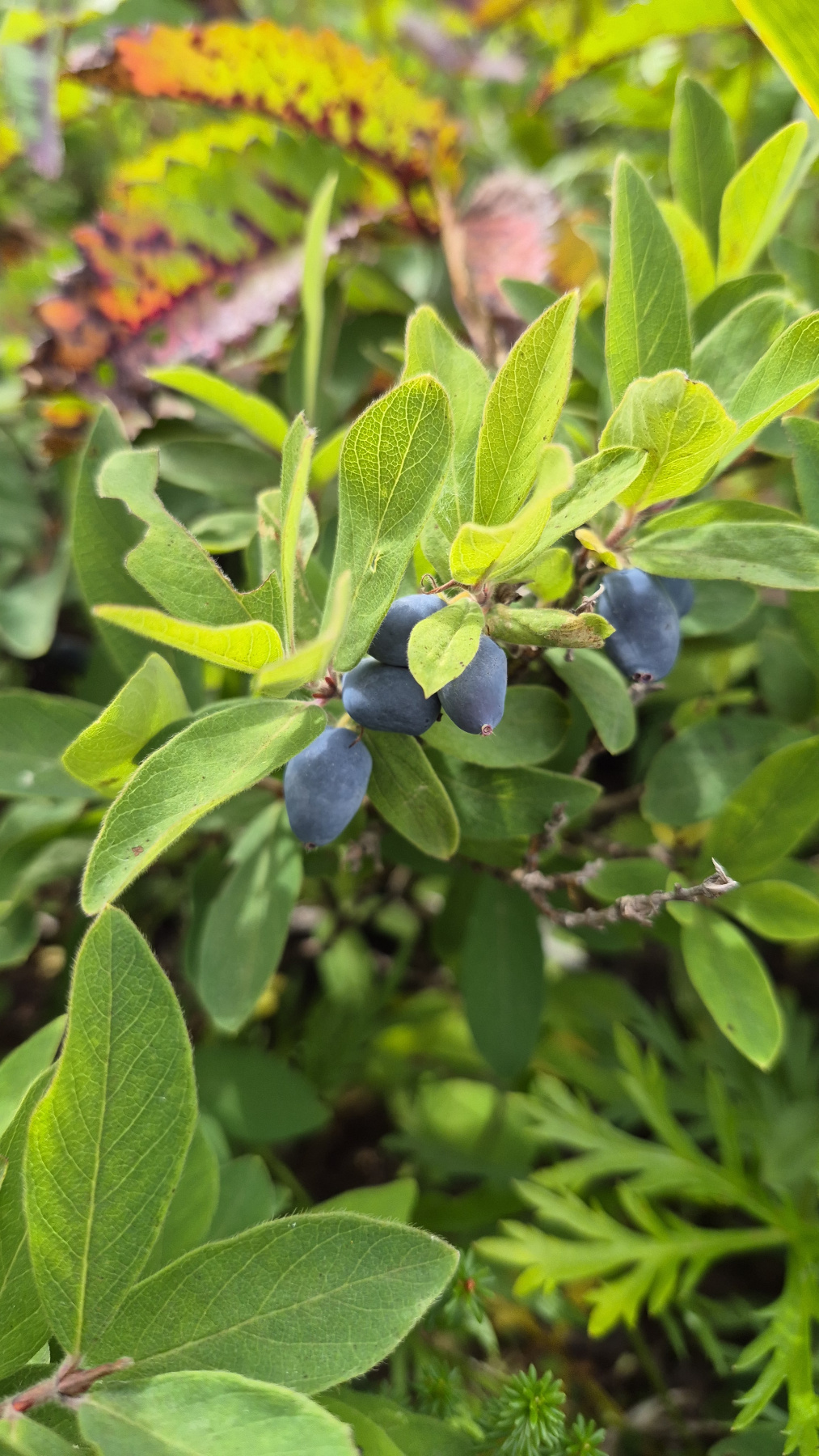 20260829_044353.jpg